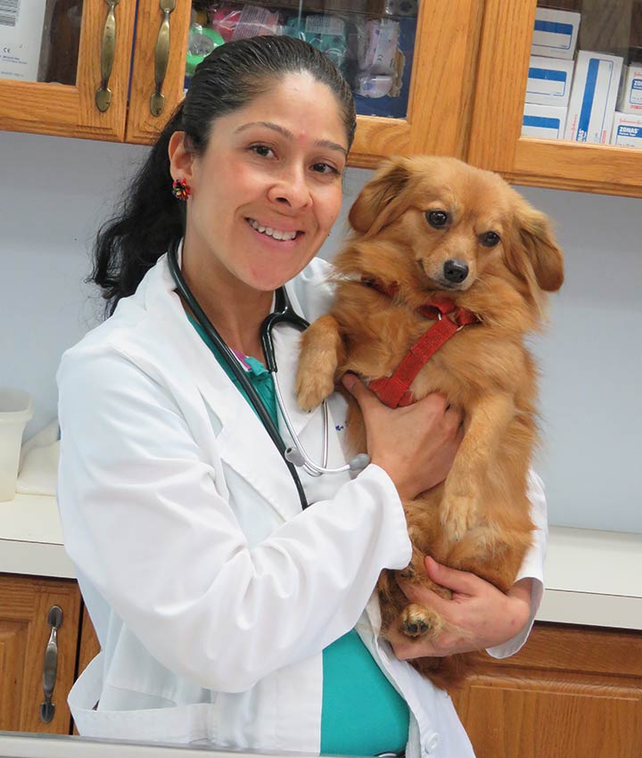 Dr. Angela Baffi, DVM